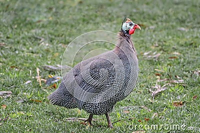 Helmeted guineafowl on the field Stock Photo