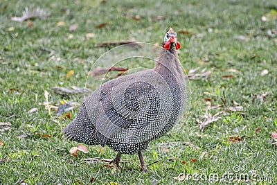 Helmeted guineafowl on the field. Poultry in the household Stock Photo