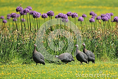 Helmeted guineafowl Stock Photo