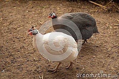 Helmeted Guineafowl or Guineahen running across the veld Stock Photo