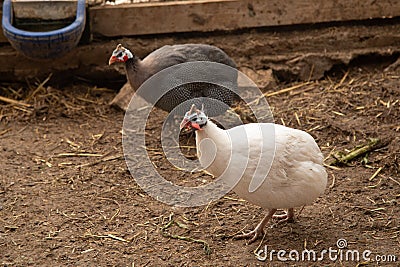 Helmeted Guineafowl or Guineahen running across the veld Stock Photo