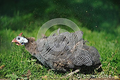 Helmeted Guineafowl (Numida meleagris) Stock Photo