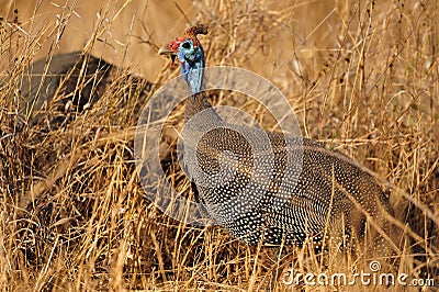 Helmeted Guineafowl (Numida meleagris) Stock Photo