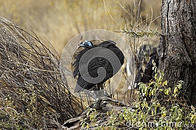 Helmeted guineafowl, numida meleagris, Adult grooming, Masai Mara Park, Kenya Stock Photo