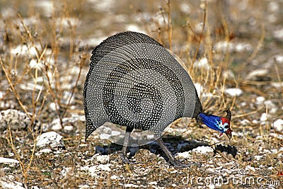 Helmeted Guineafowl, numida meleagris, Adult looking for Food, Kenya Stock Photo