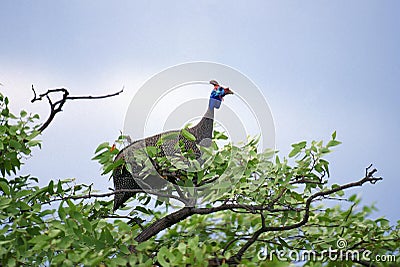 HELMETED GUINEAFOWL numida meleagris, ADULT PERCHED ON TREE, KENYA Stock Photo