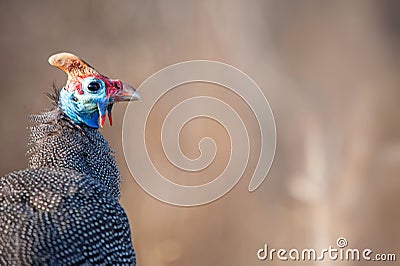 Helmeted Guineafowl (Numida meleagris) Stock Photo