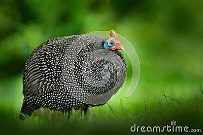 Helmeted guineafowl, Numida meleagris, big grey brd in grass. Guineafowl with red crest on head. Wildlife scene from nature. Bird Stock Photo