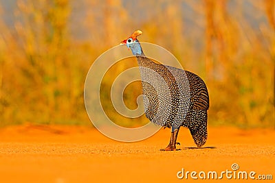 Helmeted guineafowl, Numida meleagris, bird on gravel road. Wildlife scene from African nature, Kruger NP, South Africa, wildlife Stock Photo