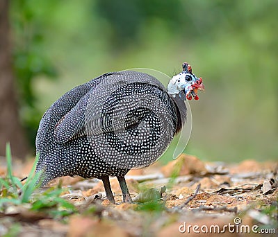 Helmeted Guineafowl (Numida meleagris) on grass Stock Photo