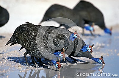 HELMETED GUINEAFOWL numida meleagris, GROUP DRINKING FROM POND, KENYA Stock Photo