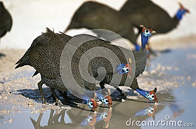 Helmeted Guineafowl, numida meleagris, Group Drinking at Water Hole, Kenya Stock Photo