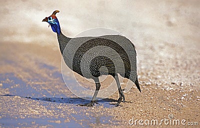 HELMETED GUINEAFOWL numida meleagris, KENYA Stock Photo