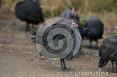 HELMETED GUINEAFOWL numida meleagris, KENYA Stock Photo