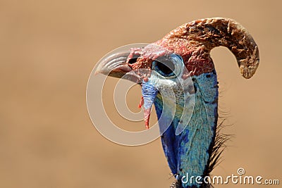 Helmeted guineafowl (Numida meleagris) Stock Photo