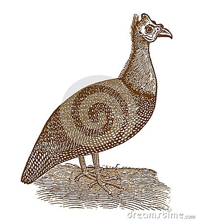 Helmeted guineafowl numida meleagris in profile view Vector Illustration