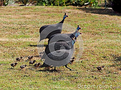 Helmeted guineafowls with their chicks Stock Photo