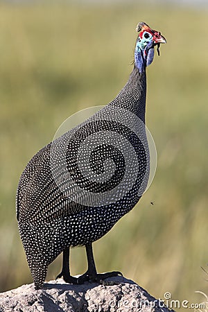 Helmeted Guineafowl - Okavango Delta - Botswana Stock Photo