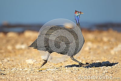 Helmeted guineafowl running Stock Photo