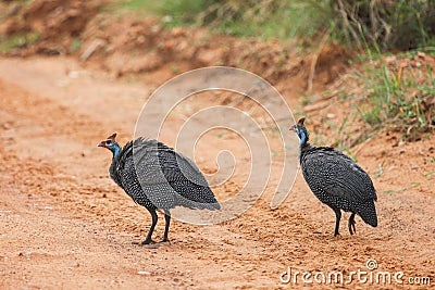 Helmeted guineafowls Stock Photo