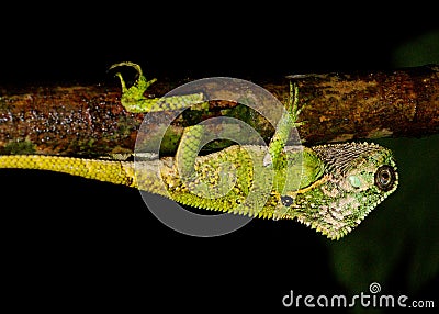 Helmeted Iguana or Casque-headed Lizard Stock Photo