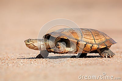 Helmeted terrapin Stock Photo