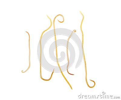 Helminthiasis Toxocara canis also known as dog roundworm or pa Stock Photo