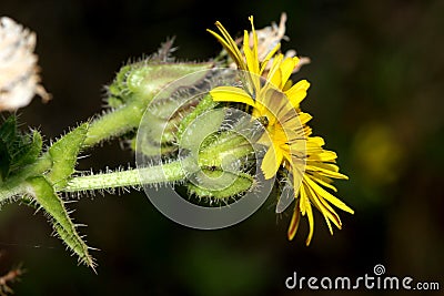 Helminthotheca echioides, bristly oxtongue Stock Photo