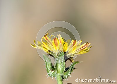 Helminthotheca echioides, bristly oxtongue Stock Photo