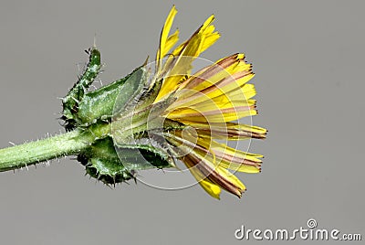 Helminthotheca echioides, bristly oxtongue Stock Photo