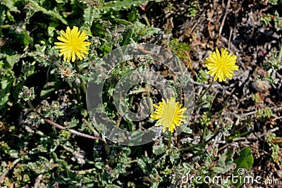 Helminthotheca echioides, bristly oxtongue Stock Photo