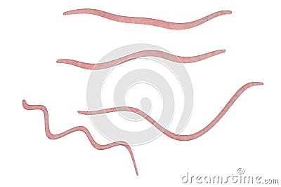 Helminths nematodes Enterobius Cartoon Illustration