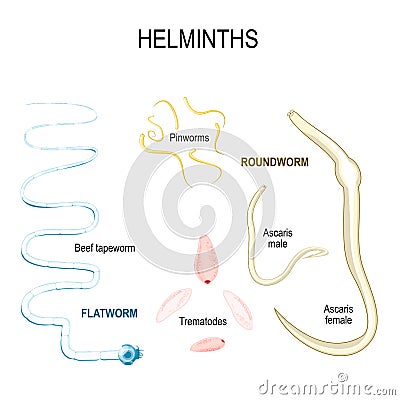 Helminths. types of human parasites. Vector Illustration