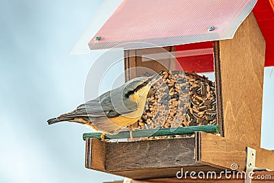 Help for small city birds to survive during winter season with a Stock Photo