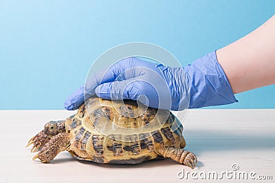 help and treatment of rickets in turtles Stock Photo