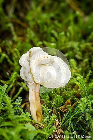 Helvella elastica Stock Photo