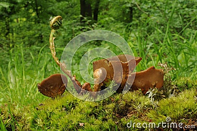 Helvella leucomelaena fungus Stock Photo