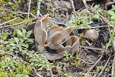 The Helvella leucomelaena is an inedible mushroom Stock Photo