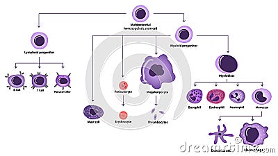 Hematopoiesis cell types scheme Stock Photo
