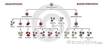 Hematopoiesis diagram. Human blood cells types with names. Scientific microbiology vector illustration in sketch style. blood Vector Illustration