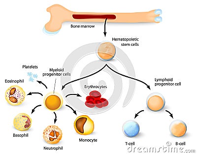 Hematopoietic stem cell Vector Illustration