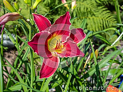 Hemerocallis, Bela Lugosi Daylily Stock Photo