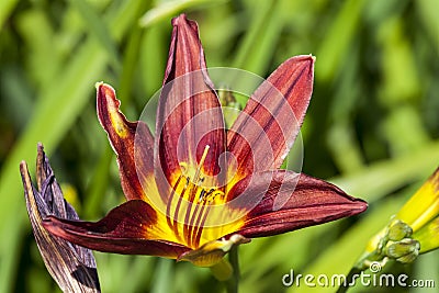 Hemerocallis `Black Magic` Stock Photo