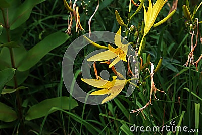 Hemerocallis citrina, common names citron daylily and long yellow daylily, is a species of herbaceous perennial plant in the Stock Photo