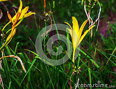 Hemerocallis citrina, common names citron daylily and long yellow daylily, is a species of herbaceous perennial plant in the Stock Photo