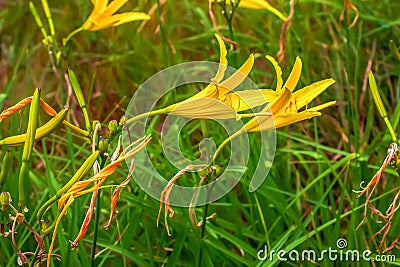 Hemerocallis citrina, common names citron daylily and long yellow daylily, is a species of herbaceous perennial plant in the Stock Photo