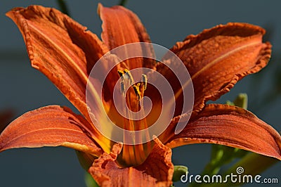 Hemerocallis `Sammy Russell` Daylily closeup Stock Photo