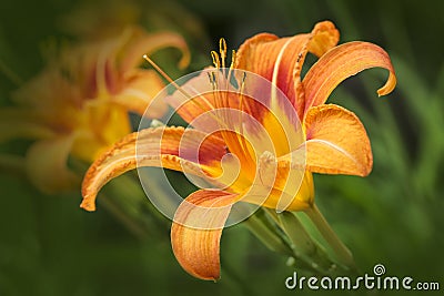 Hemerocallis Stock Photo