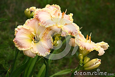 Hemerocallis Singular Sensation.Flowers. Stock Photo