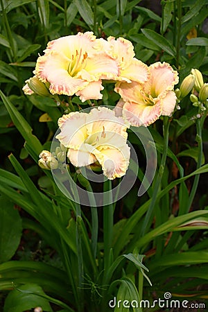 Hemerocallis Singular Sensation.Vertical arrangement. Stock Photo